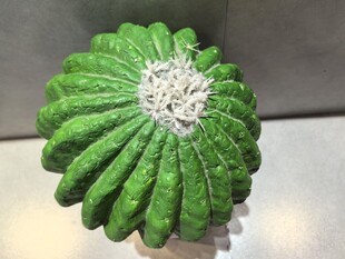 仿真螺旋仙人球特写