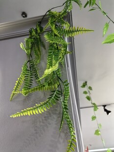 垂挂仿真蕨类绿植装点墙面