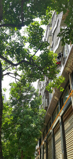 绿荫下的建筑景观