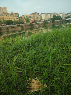 河畔葱郁草地与远处建筑