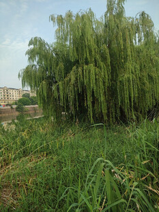 垂柳摇曳于葱郁草地间