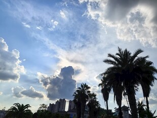 蓝天白云下的棕榈树景观