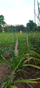 田野中的绿色植物景观