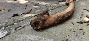 水泥地面上的枯木枝