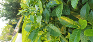 翠绿繁茂的植物枝叶