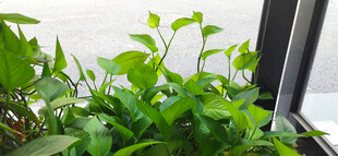 窗边绿植生机盎然