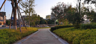 城市林荫小道景观