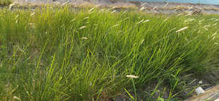 野外茂盛的绿色草地