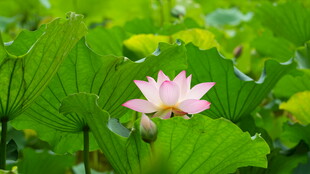 粉色荷花绽放于绿叶间