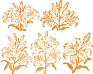 百合花卉植物图案设计