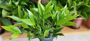 室内翠绿盆栽植物展示