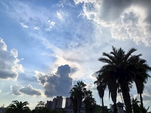 蓝天白云下的棕榈树景观