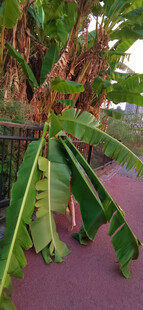 旅人蕉植株断枝特写