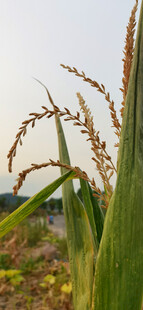 田野中的成熟玉米穗
