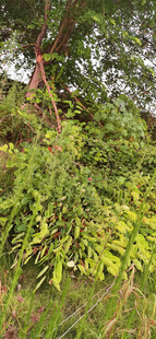 繁茂绿植断树枝掉落景观