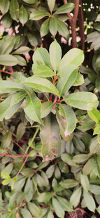 翠绿繁茂的植物叶片