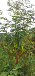 城郊银合欢绿植景观
