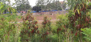 野外繁茂银合欢植物景观