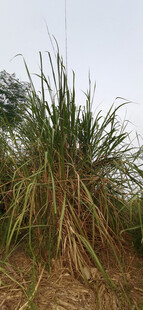 田野中的茂盛植株