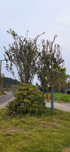 路边绿植与指示牌景观