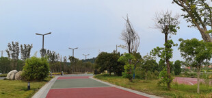 城市中的美丽林荫步道