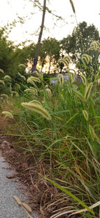 路边葱郁狗尾草与绿植景观