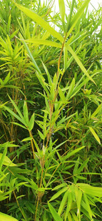 翠绿丛生的茂密竹林