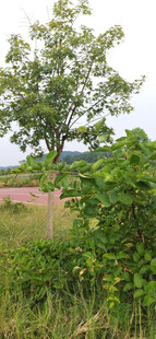 田野旁的绿树与繁茂植被