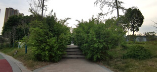 绿树成荫的静谧小路