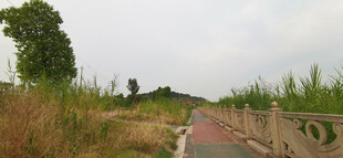 乡间小路旁的开阔田野