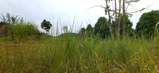 野外茂密草地与树木景观