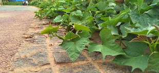 田间红苕植株绿意盎然