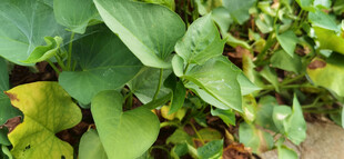 绿叶植物特写