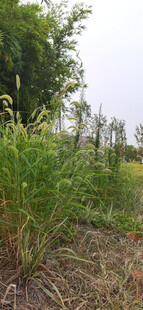 野外葱郁狗尾草植物景观