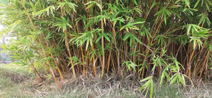 茂密竹林绿意盎然
