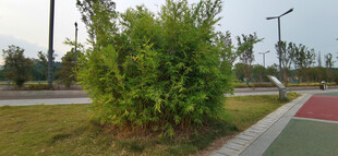 路边竹子绿植景观