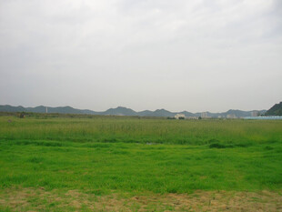 广袤绿野风景