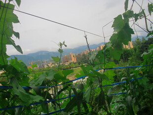 田园绿意中的远方景致