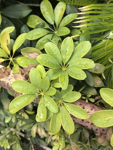 翠绿叶片的生机植物