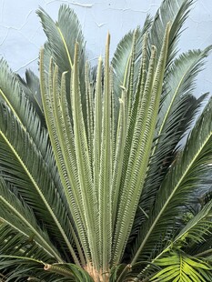 高大挺拔的铁树新叶植株