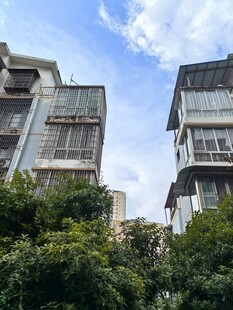 老旧居民楼旁的葱郁绿植