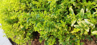 翠绿茂盛的地面绿植景观
