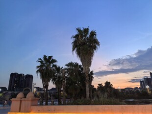 夕阳下的棕榈树与城市天际