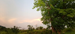 黄昏下的绿树美景