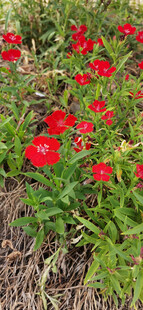 鲜艳石竹花朵朵绽放