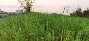 田野间的葱郁绿色草地