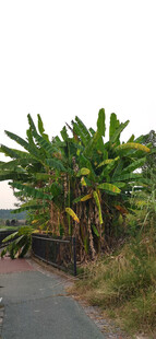 路边茂盛的绿色香蕉植株