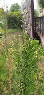 野外繁茂绿植与木质建筑
