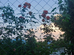 夕阳下围栏边绽放的玫瑰