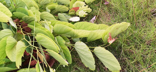 绿叶繁茂的羊蹄甲植物枝条